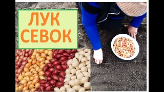 ЛУК СЕВОК Посадка лука тыканка