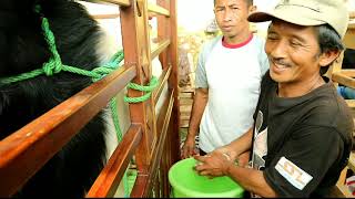 KAMBINGYA BESAR" DAN BERSIH. PERSIAPAN NAIK PANGGUNG KONTES . DIPAYUDA CUP 3  BANJARNEGARA