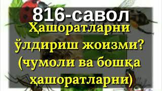 816. Ҳашоратларни ўлдириш жоизми?(чумоли ва бошқа ҳашоратларни)(Абдуллоҳ Зуфар Ҳафизаҳуллоҳ)