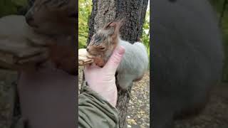 Поймал Толстую / Caught Tolstaya