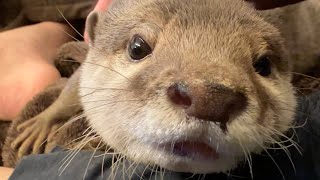 ドアップで近づいて、カワウソ特有の特徴を観察してみた！ I got closer and observed the unique features of the otter!