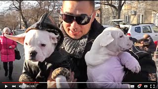СОБАКИ на "Староконном" рынке в Одессе. Dogs on the "Starokon" market in Odessa.