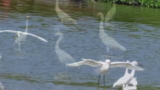 Garzas Níveas en el Rio. Snowy Egrets by the River
