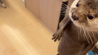 朝仕事に行く飼い主を止めるためにスーツを持って行こうとするカワウソ otter tries to steal my suit so I can't get to work in the morning