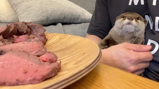 牛肉が食べたすぎて近寄ってきたカワウソが捕まった otter was caught coming too close for beef.