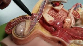 Male Reproductive System (Green board)
