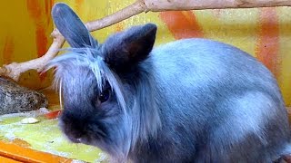 Футаж Кролик. Декоративный Кролик. Милый Кролик Кушает. Милота. Футажи для видеомонтажа