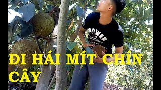 Hái Mít Chín Cây - Mít Tố Nữ 2017