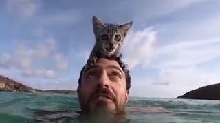 Кошка обожает плавать, гуляет на поводке и ведет себя, словно преданный пес