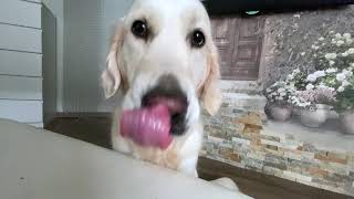 Ms. Alya Golden Retriever eats a package of treats. Аля ест вкусняшку