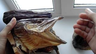 Чучело из головы щуки на блесну, видео rybachil.ru