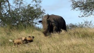 Rhinos Charge Wild Dogs