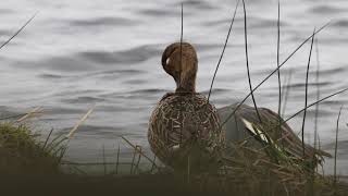 La Chasse dans la Manche : Hivernage 2019-2020 sur les réserves