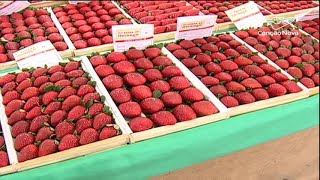 Festa do morango movimenta a economia em Jarinu e Atibaia