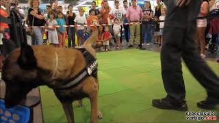 Exhibición Canina