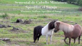 Semental "Caballo Miniatura"