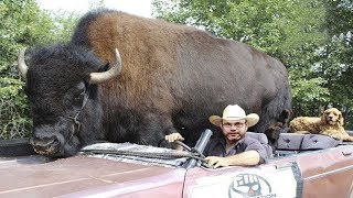 10 Most Unusual Pets in the World