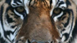 Feeding 23 TIGERS, LIONS & LIGER!