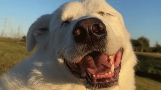 Woman was told to put her blind dog down. Her response was perfect.