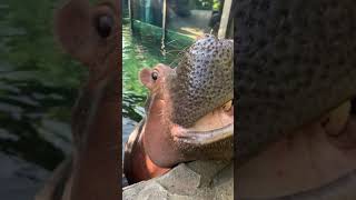 Peek-a-boo Fiona - Cincinnati Zoo