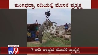 Terrifying 7ft-Long Crocodile Found in Tungabhadra River Near Anegundi