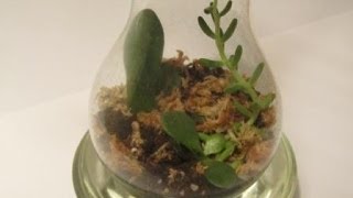 Light Bulb Terrarium DIY How to