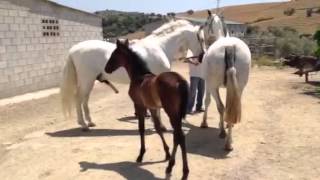 Ingenioso en Yeguada Aimaran