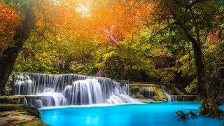 Relaxing Music 24/7, Healing, Meditation, Sleep Music, Yoga, Calm Music, Sleep, Zen, Study, Relax