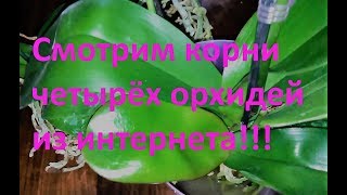 Смотрим корни 4 орхидей из интернет магазинов!