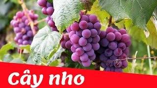Dạy bé nhận biết cây ăn quả tiếng việt | cây nho | Dạy trẻ thông minh sớm