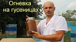 Восковая моль или огневка пчелиная.