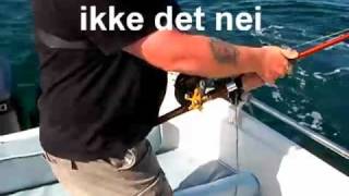 Kveite 33 kg