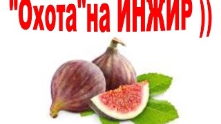 Охотники за ИНЖИРом ))