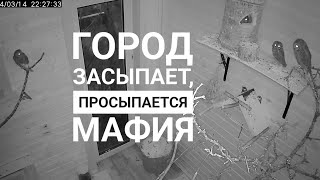 Круговорот сов сплюшек в вольере после выключения света