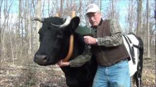 Ox Logging Fitting and Using a Single Yoke
