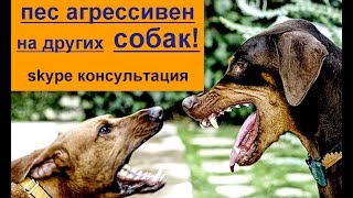Пес агрессивен на собак  часть №1  физическая нагрузка  скайп консультации по дрессировке