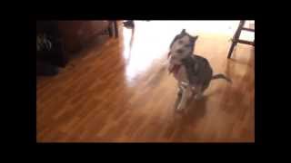 Husky Teddy's Harlem Shake