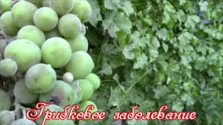 Оидиум винограда. Меры борьбы.