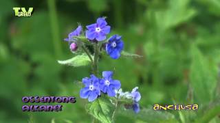 Groene ossentong - Pentaglottis sempervirens - Green Alkanet