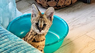 Маленький сервал и большие люди. В гостях у BobCat TV