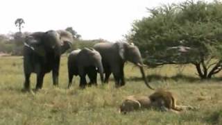 Unsuspecting warthog... 20 lions and ANGRY elephants!