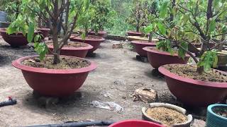 Khi Đem Cây Mai Ra Nắng Trễ Cây Sẽ Ra Sao | Giao Lưu Cây Mai Tàng Đẹp