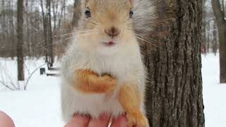 Почти знакомая белка / An almost familiar squirrel