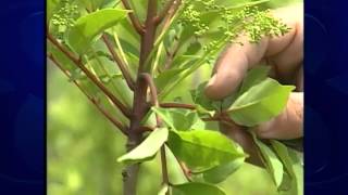 Wild Moments: Poison sumac often misidentified