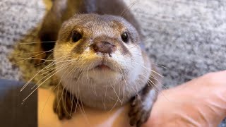 カワウソにくしゃみされたから仕返したらすごい顔された otter sneezed on me, so I got even.