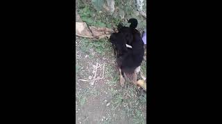 EL PATO VIOLADOR Y NECROFILO.