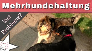 Kritik an Mehrhundehaltung! Probleme lösen durch zweiten Hund?