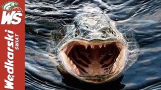 Powierzchniowy atak szczupaka  - Pike attacks