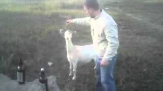 Чем можно кормить...козу?