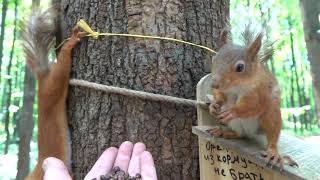 Дикий бельчонок и Копия Ушастика / Wild Squirrel and a Copy of the Ushastik